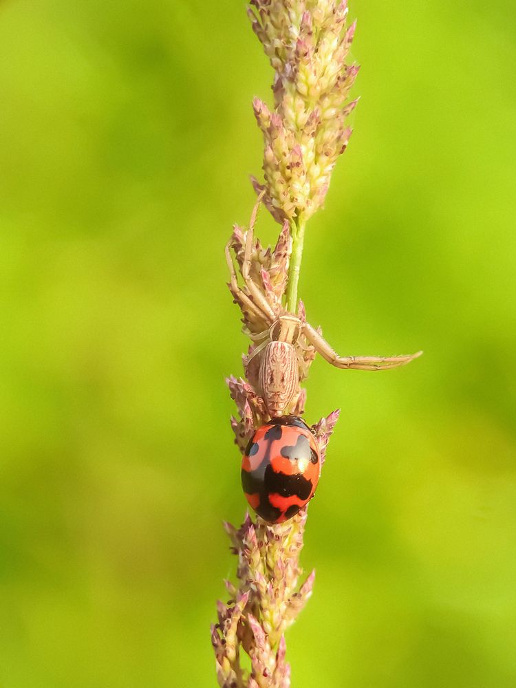 Photograph by G bauri