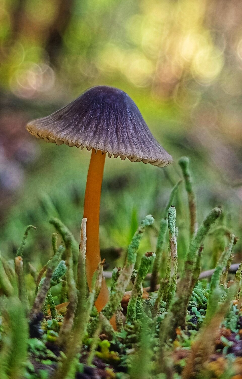 Photo #13122661