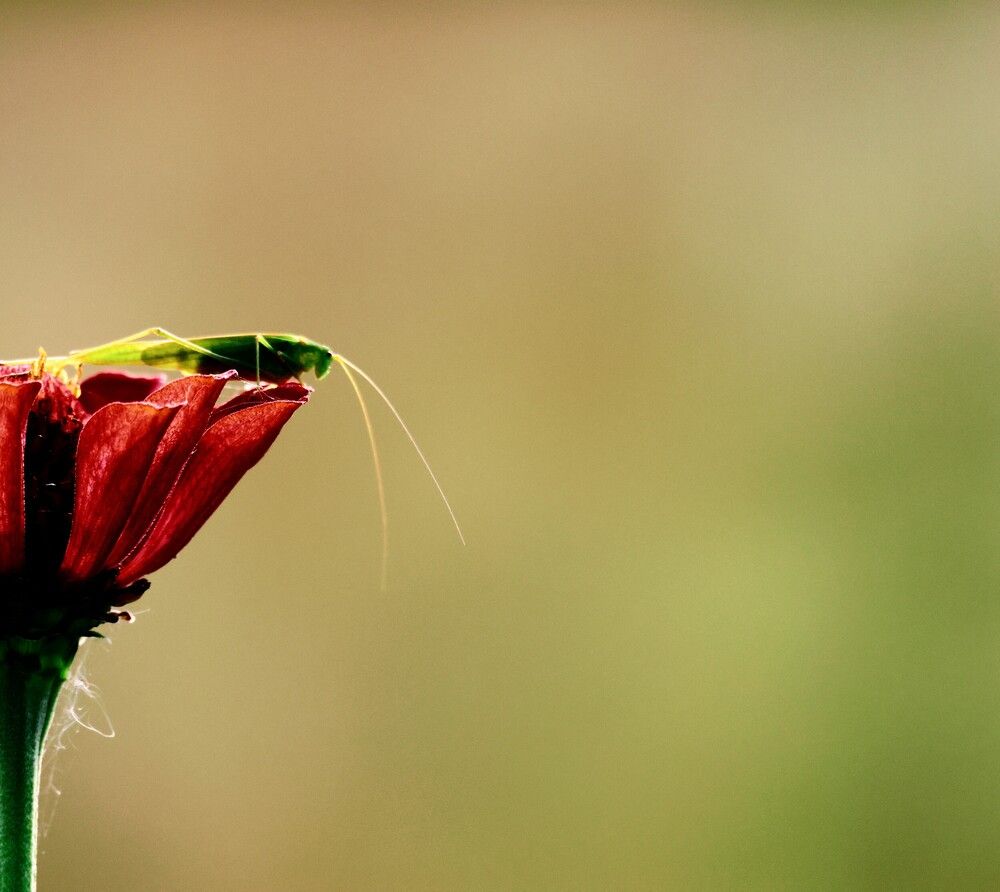 Photograph by Анна Чадова