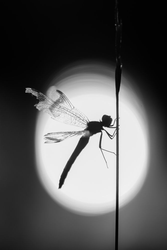 Фотография автора Соварцева Ксения