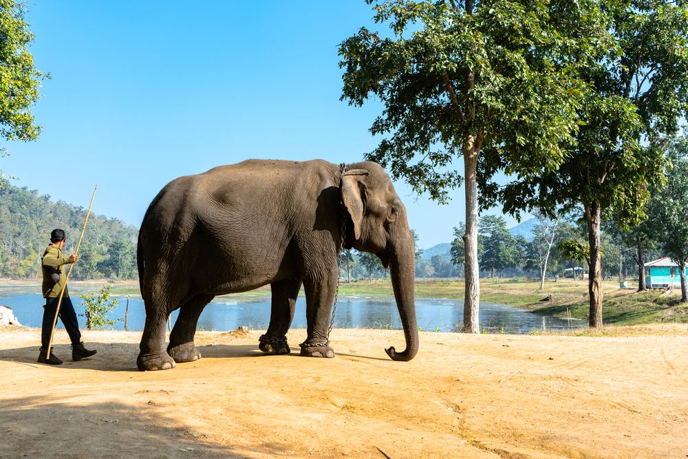 “Guarded Strength”