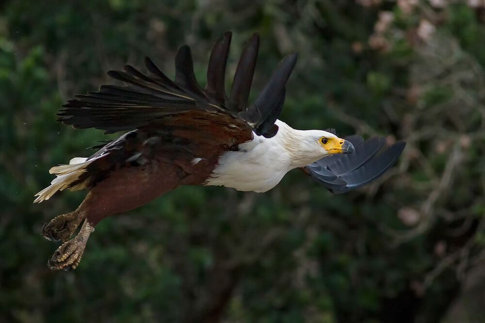 Fish Eagle