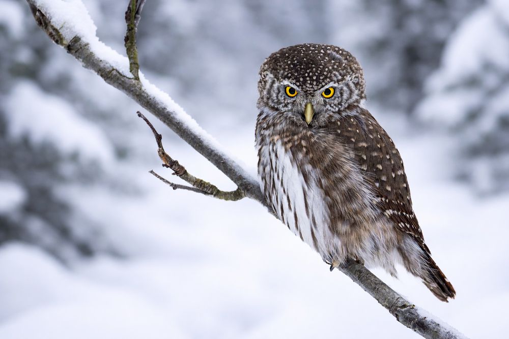 Photograph by Светлана Барабанщикова