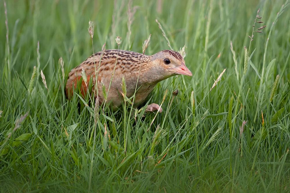 Corncrake