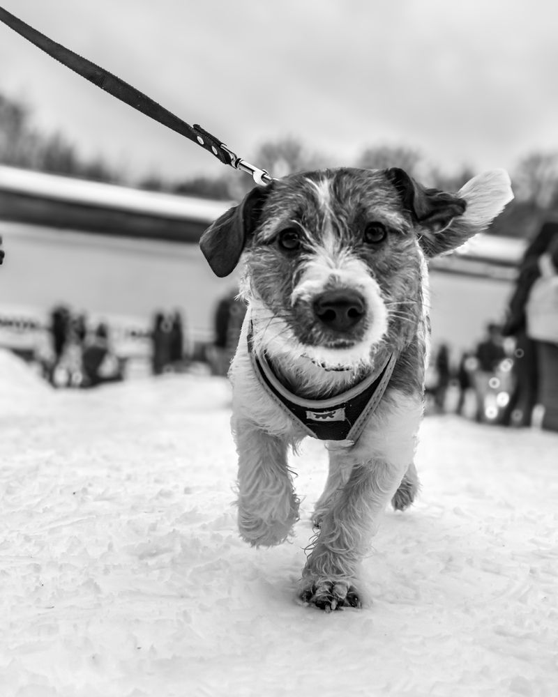 Winter Joy