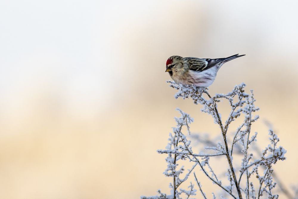 Photo #13122768