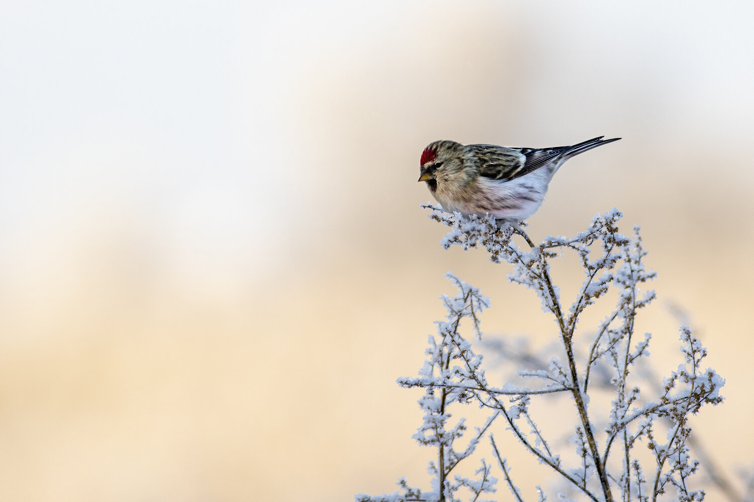 Photo #13122768