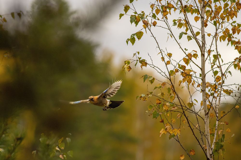 Photo #13122773