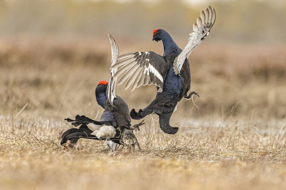 Photograph by Светлана Барабанщикова