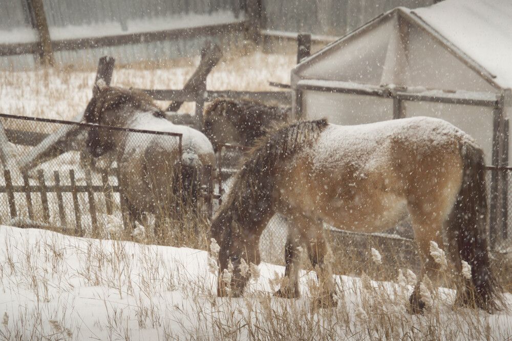 Photograph by Наталья Мордовская