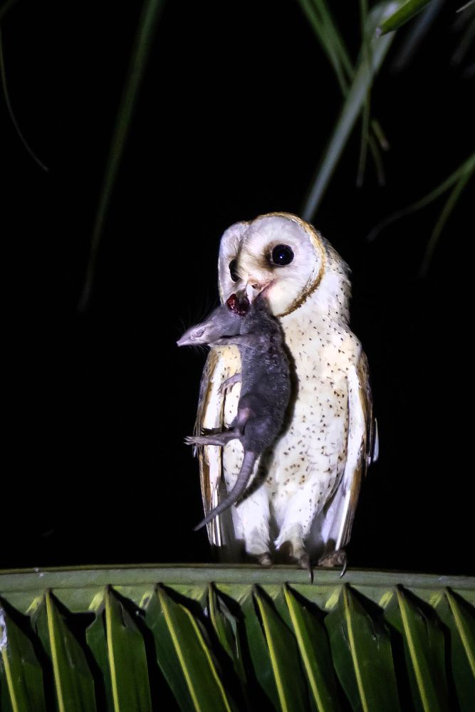 Barn Owl with Kill