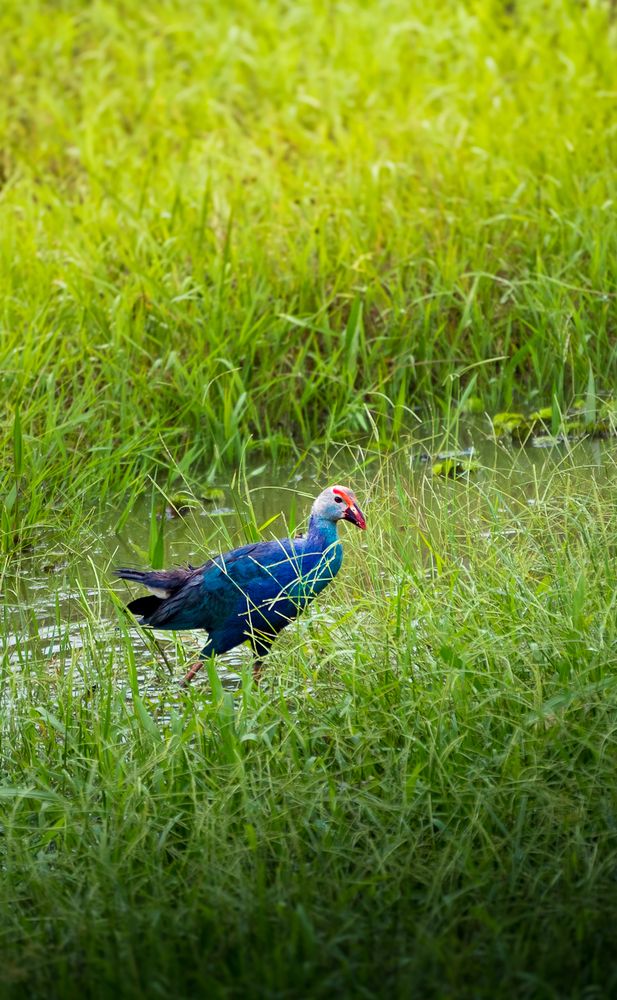 Purple Swamphen