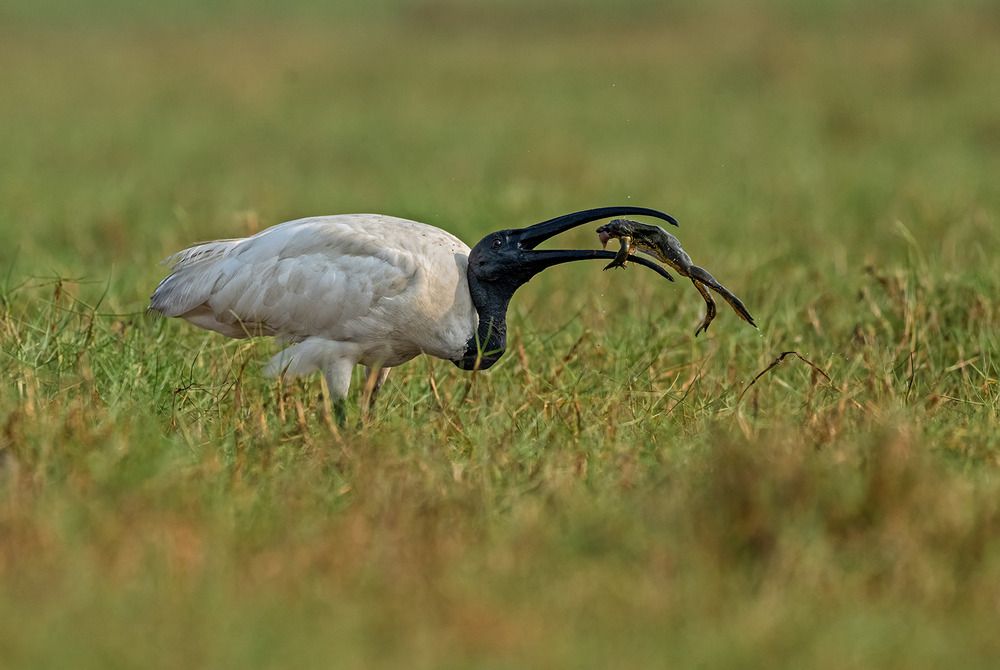 Photograph by AMIT KUMAR RAY