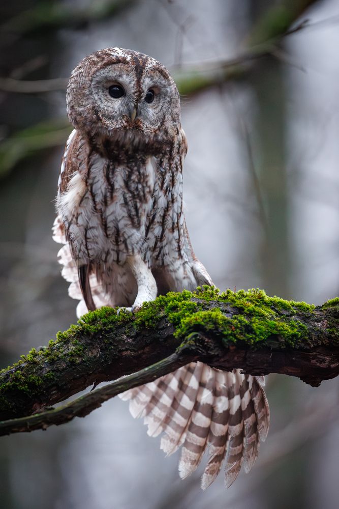 Фотография автора Антон Науменко