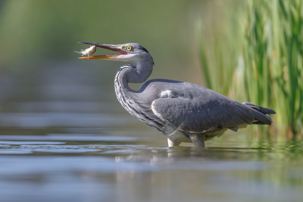 Фотография автора Антон Науменко