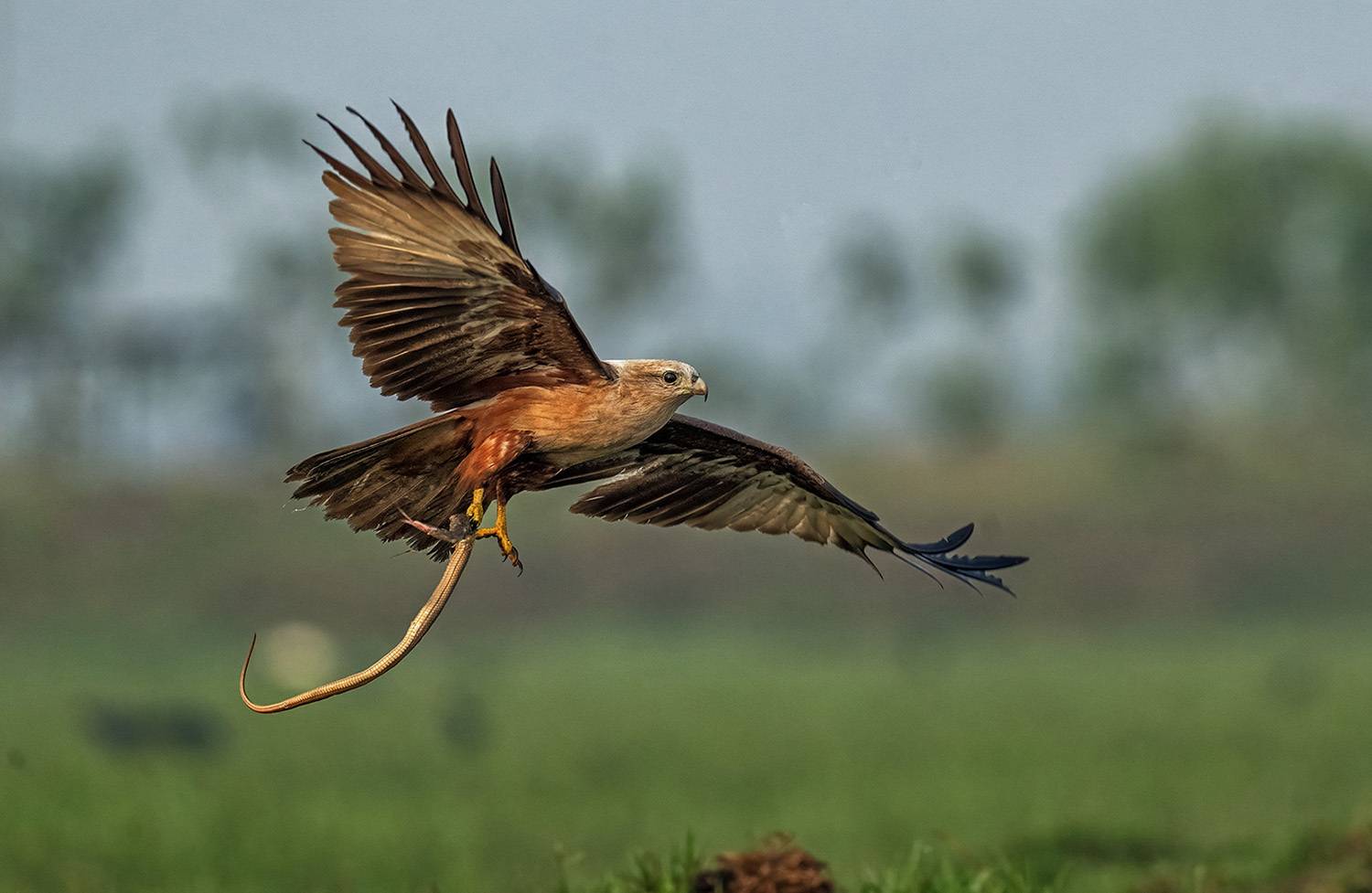 Brhaminy kite with catch
