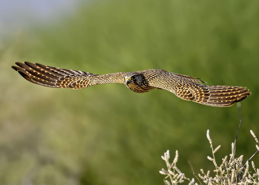 Photograph by AMIT KUMAR RAY
