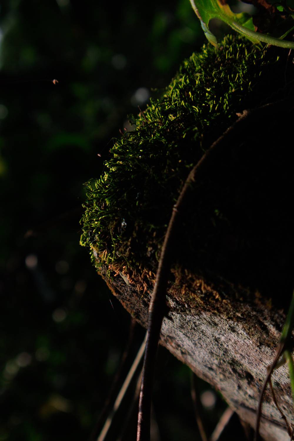 Ancient Skin, New Life Ancient Skin, New Life