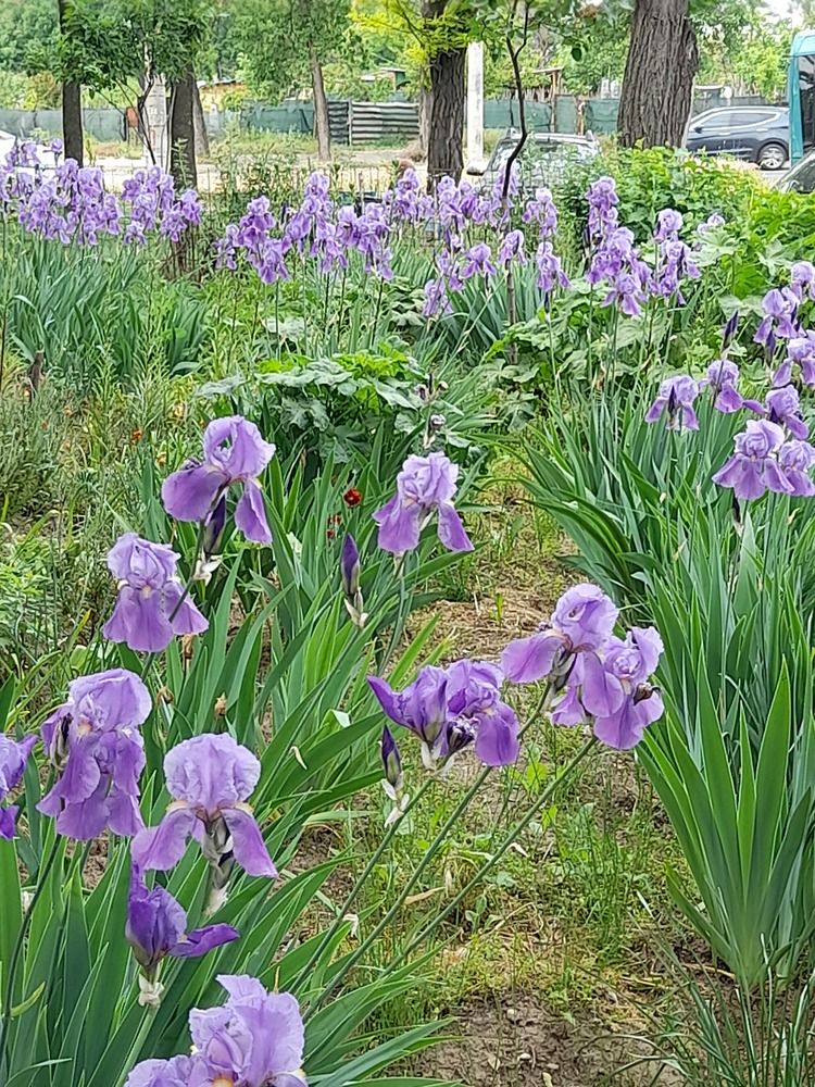 ...watching in the iris field...