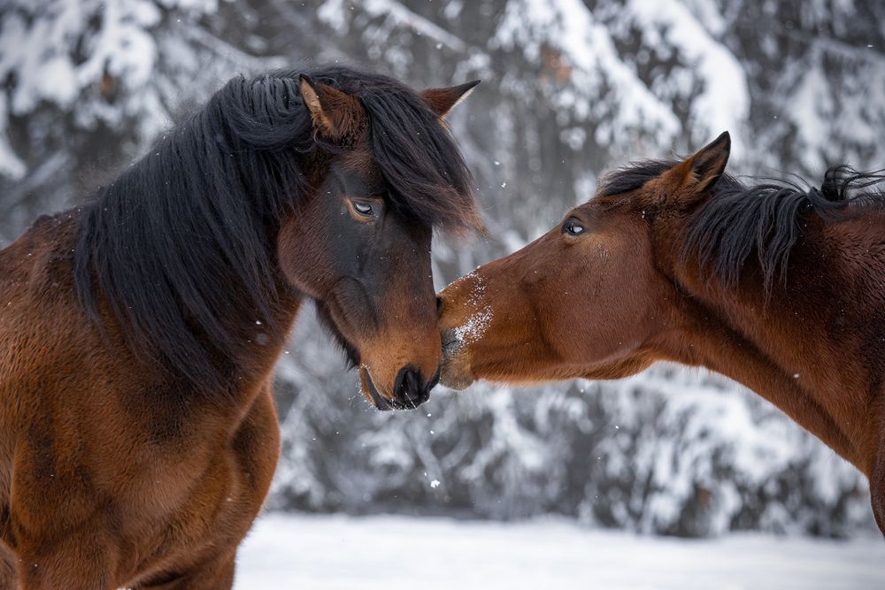 Photograph by Daniela Schmid