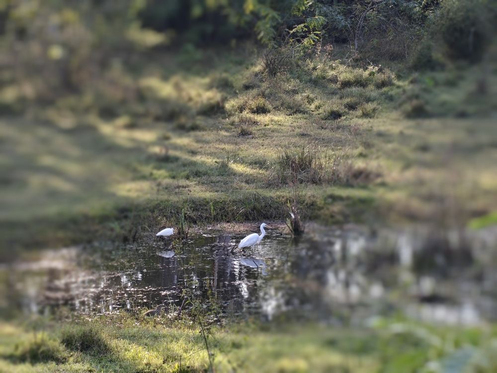 Photo #13123345