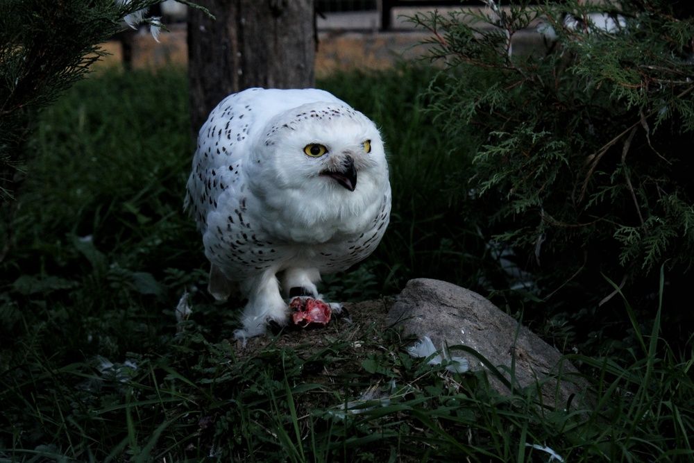 Photograph by Анна Кош