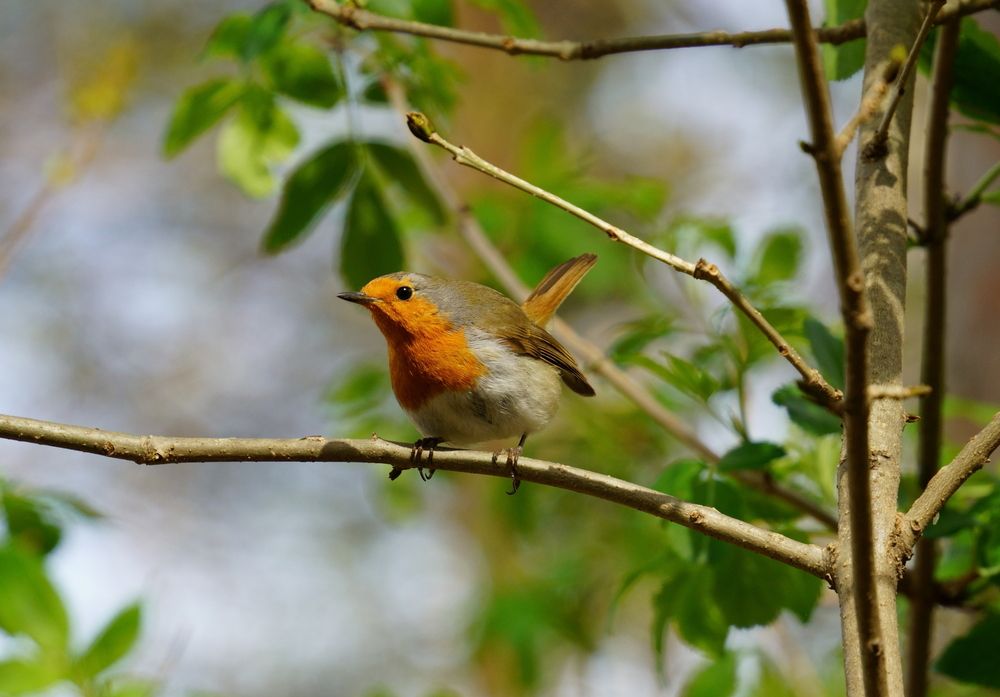 Photo #13123347