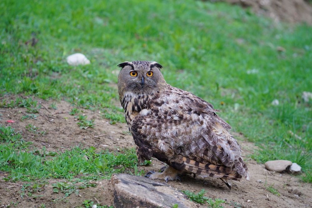 Photo #13123349