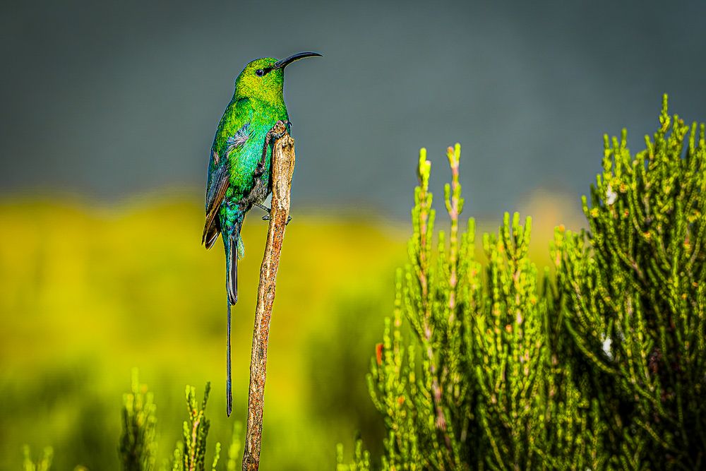 Фотография автора Dmitriy Sagurov