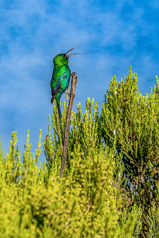 Фотография автора Dmitriy Sagurov