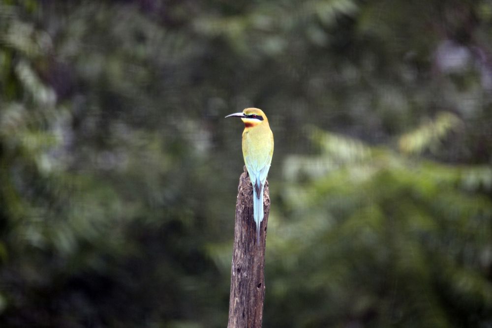 Photograph by BIBIN ISSAC KURIAN Pulinattu