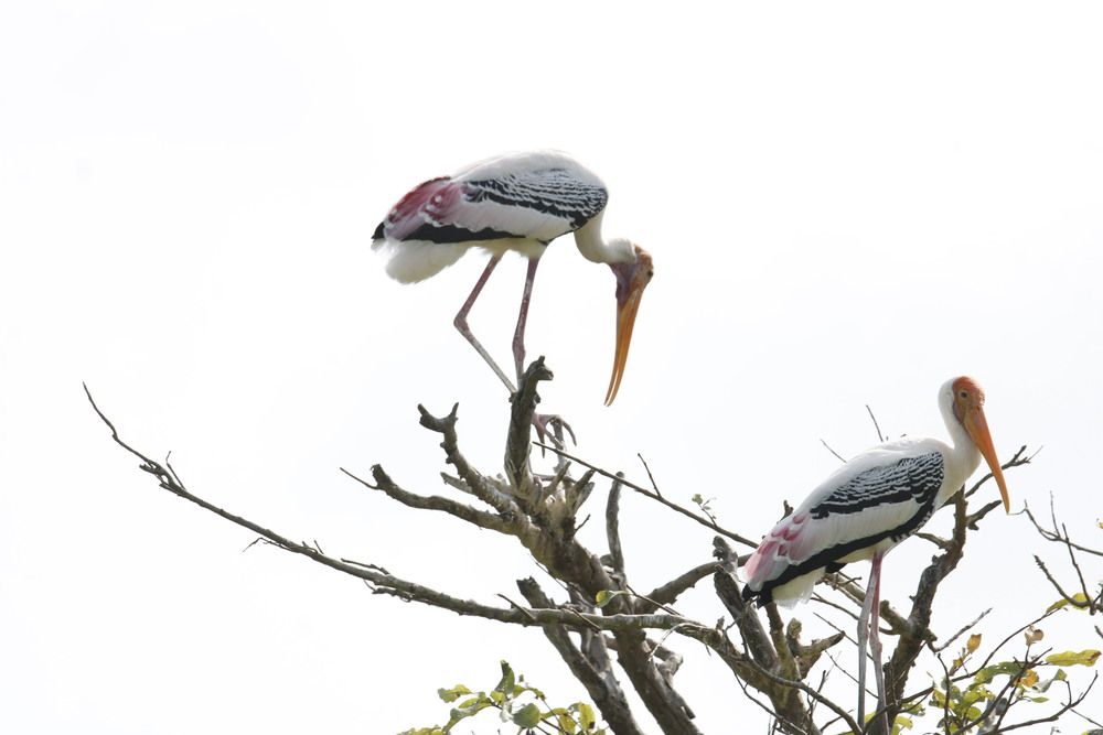 Photograph by BIBIN ISSAC KURIAN Pulinattu