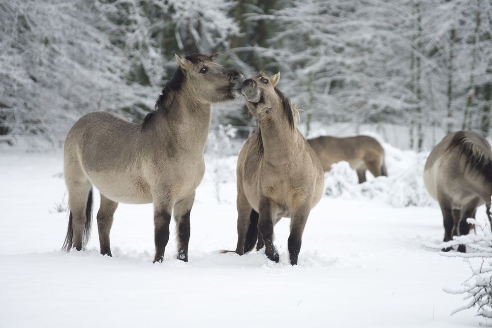 Koningspaarden in de sneeuw
