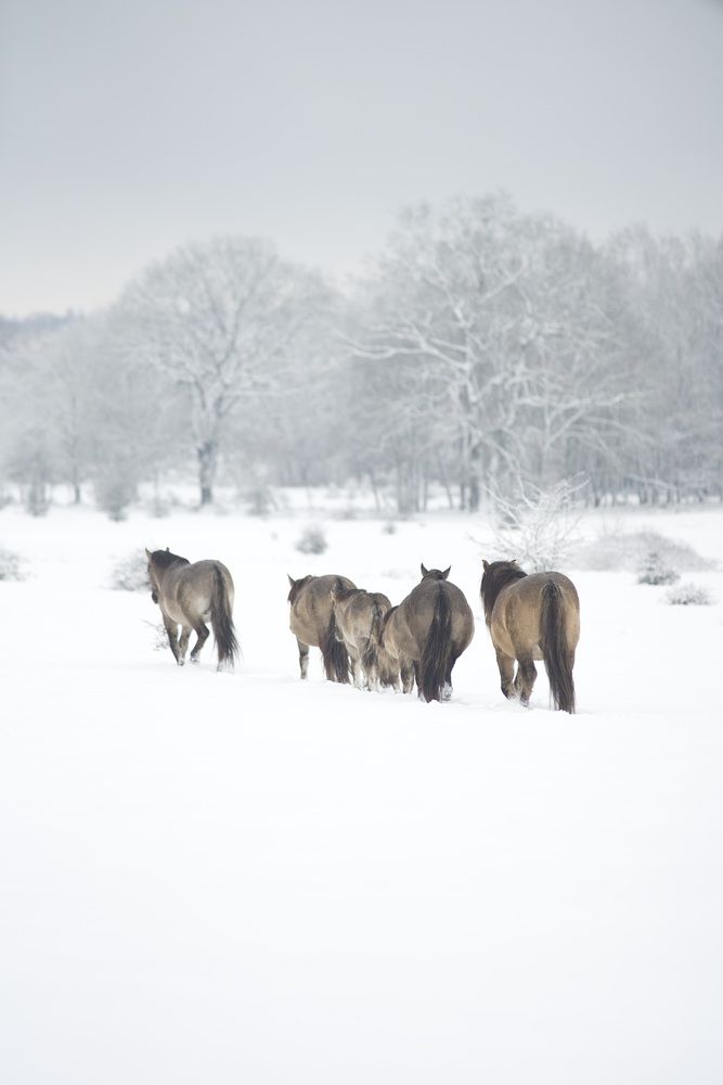 Photograph by Elise Vos