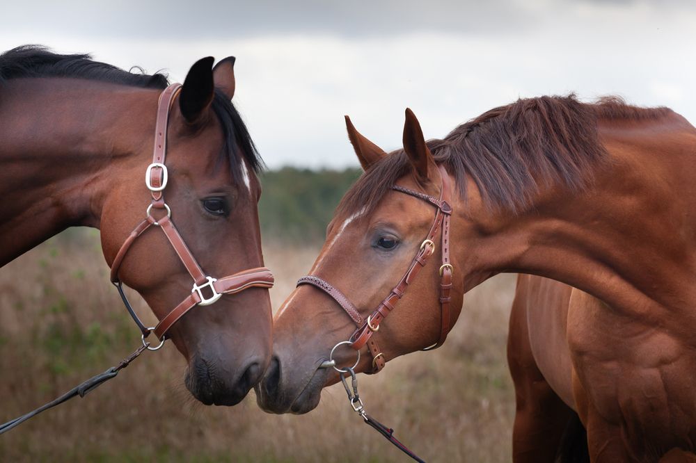 Photo #13123537
