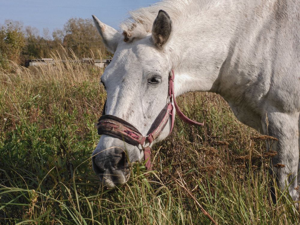Фотография автора Игорь Смирнов