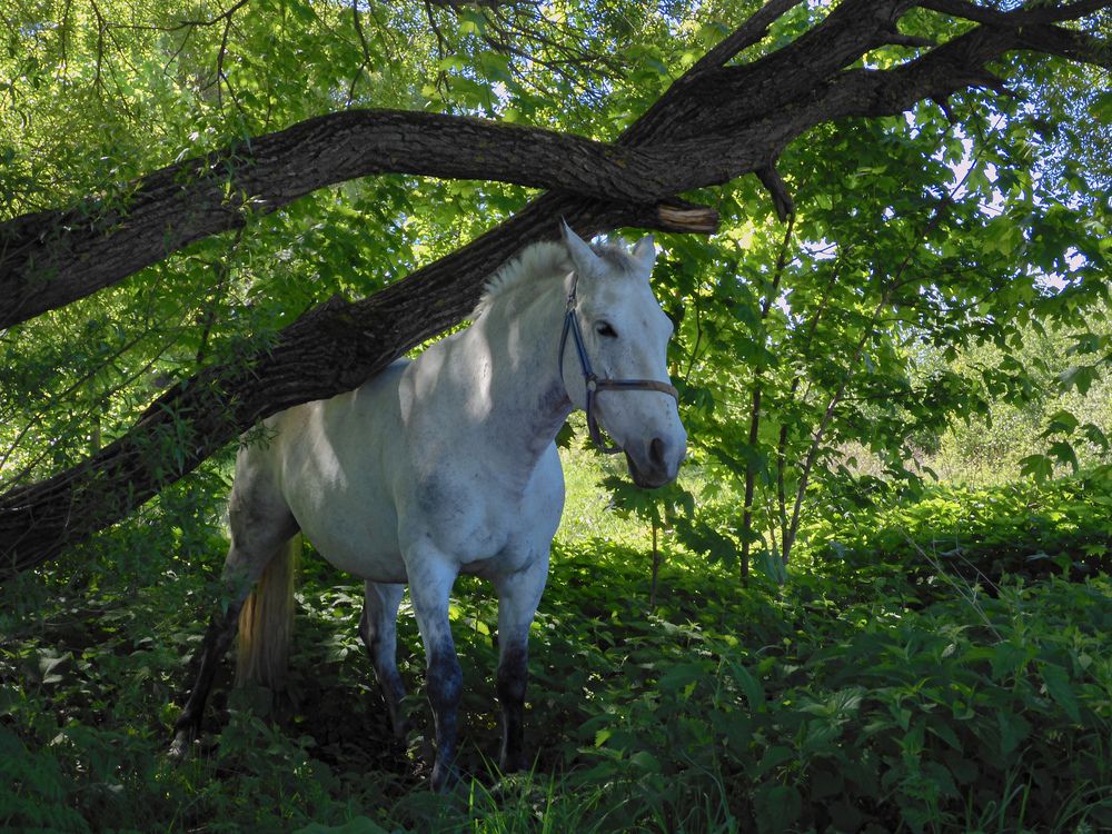 Фотография автора Игорь Смирнов