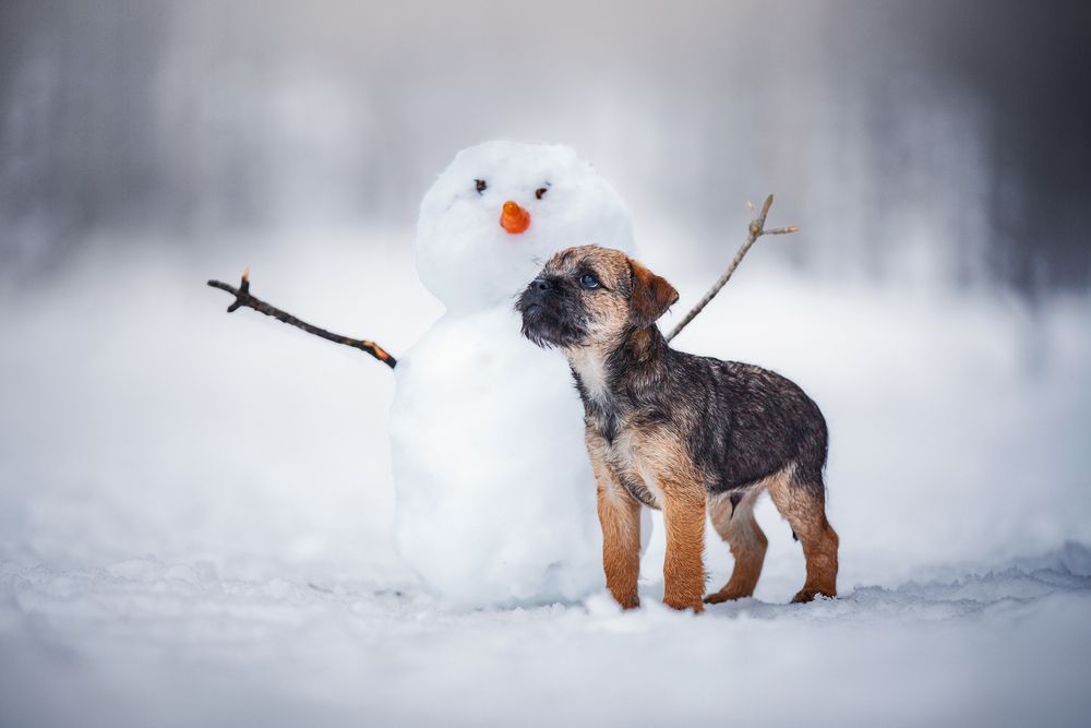 Winter Companion
