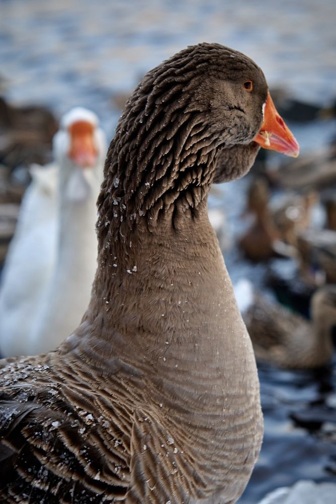 Photograph by Воробьева Людмила