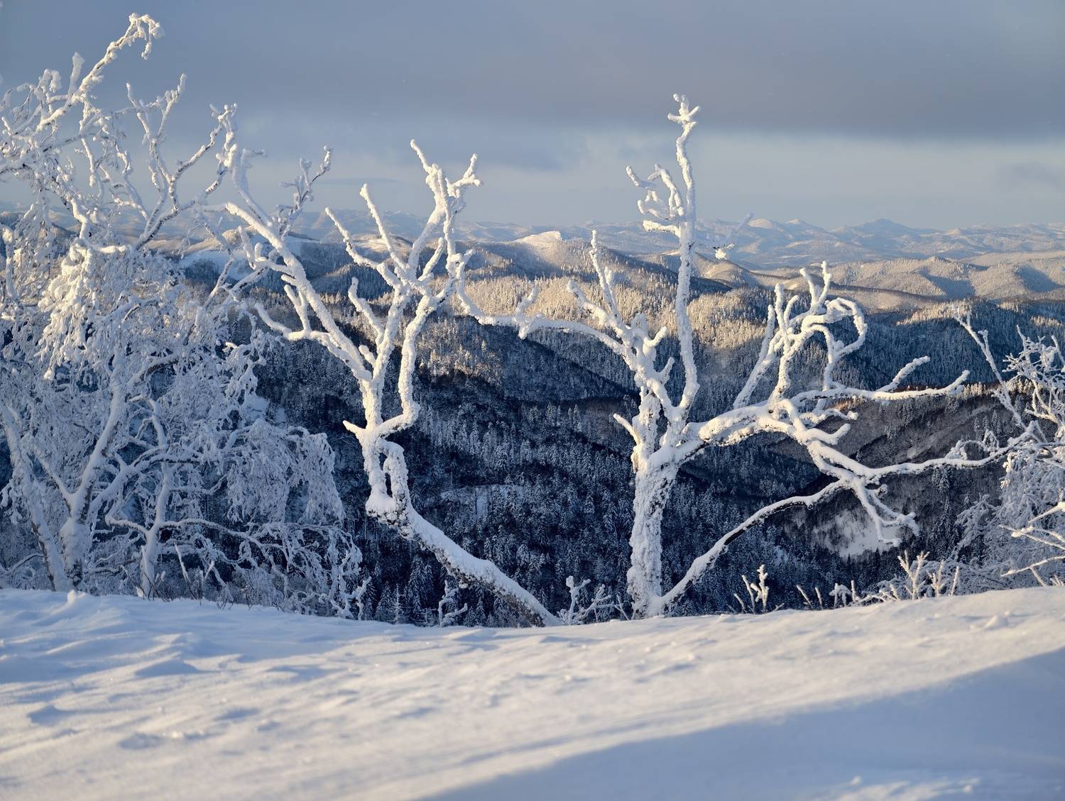 Photo #13123650