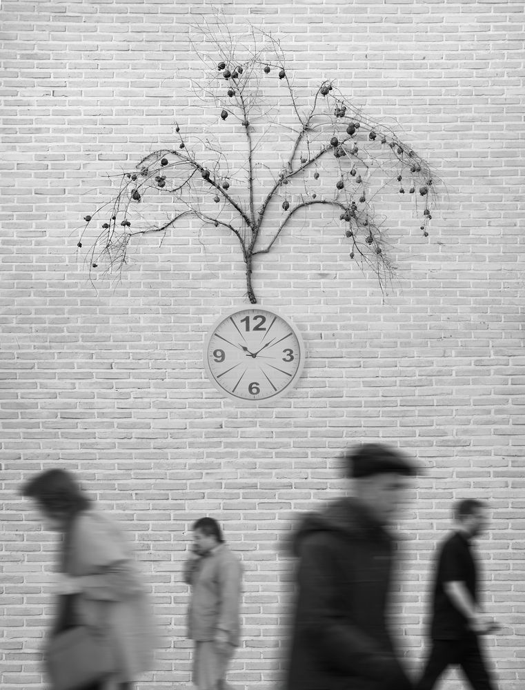 The Time and Tree of Life