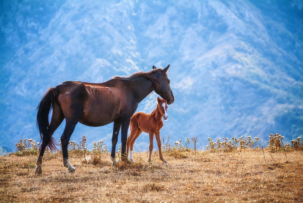 Фотография автора Асрян Севак