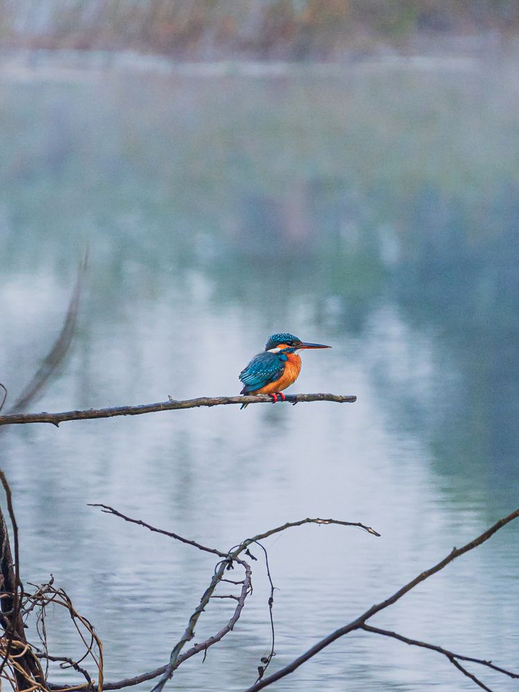 Фотография автора Shuvadeep Paul