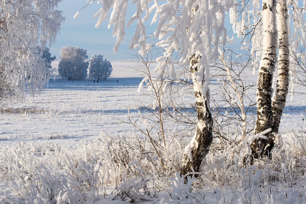 В зимнем лесу.
