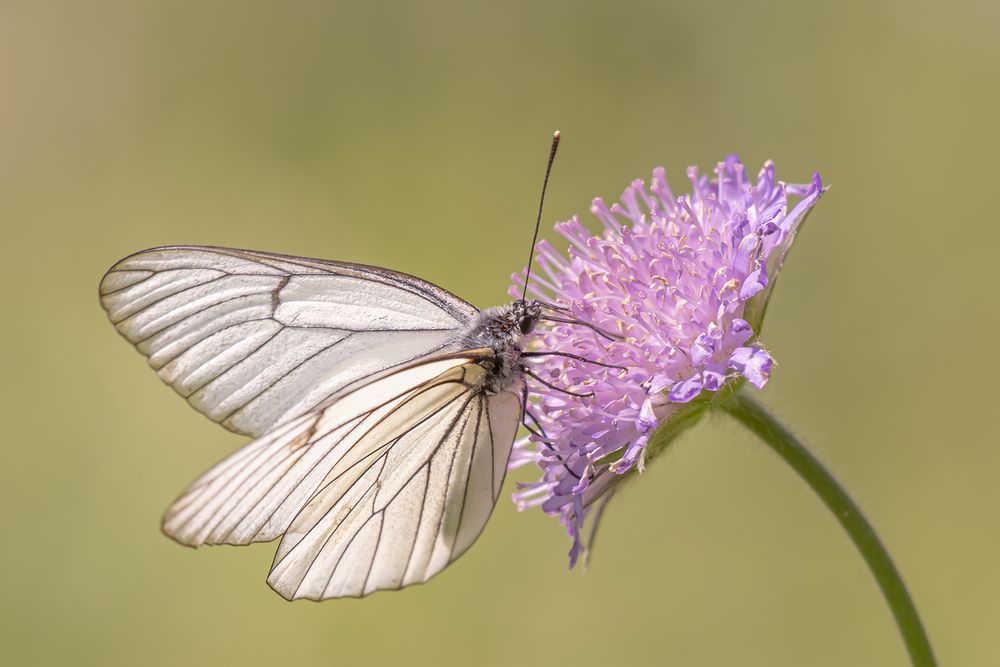 Photograph by Бурикова Екатерина