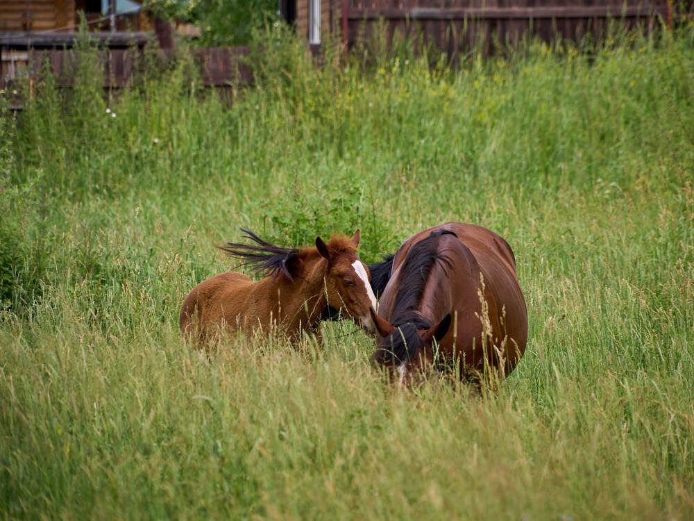 Фотография автора Dana Korolkova
