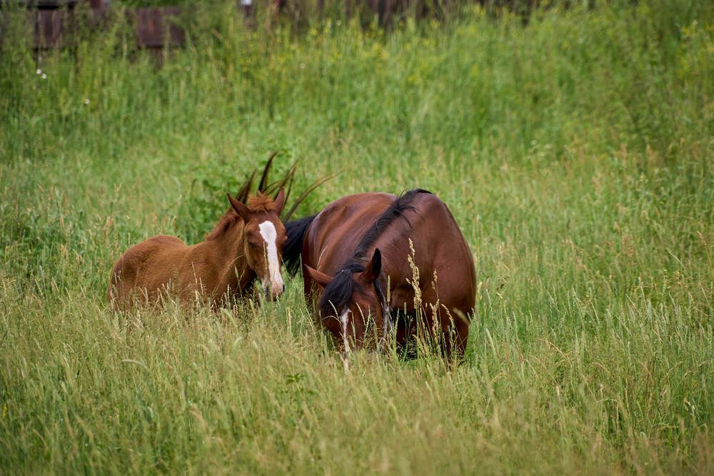 Фотография автора Dana Korolkova