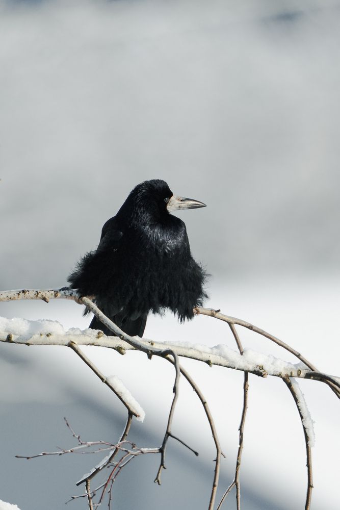 Фотография автора Andrey Sosnovsky