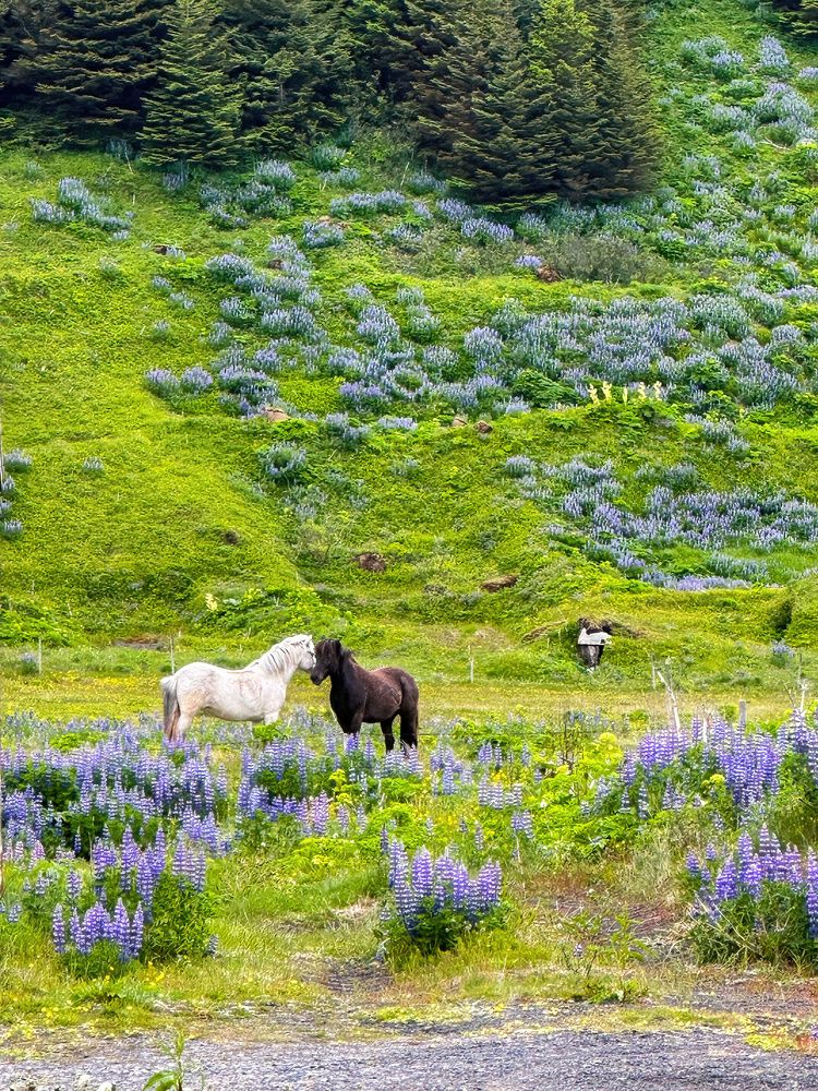 Photograph by Nitin Baste