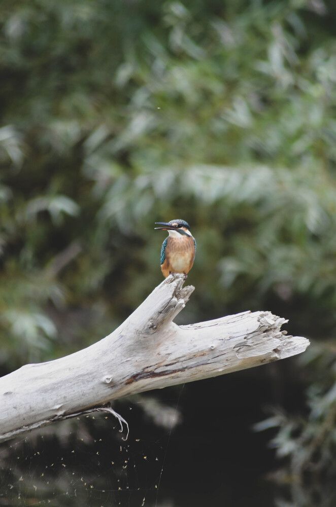Photo #13124217